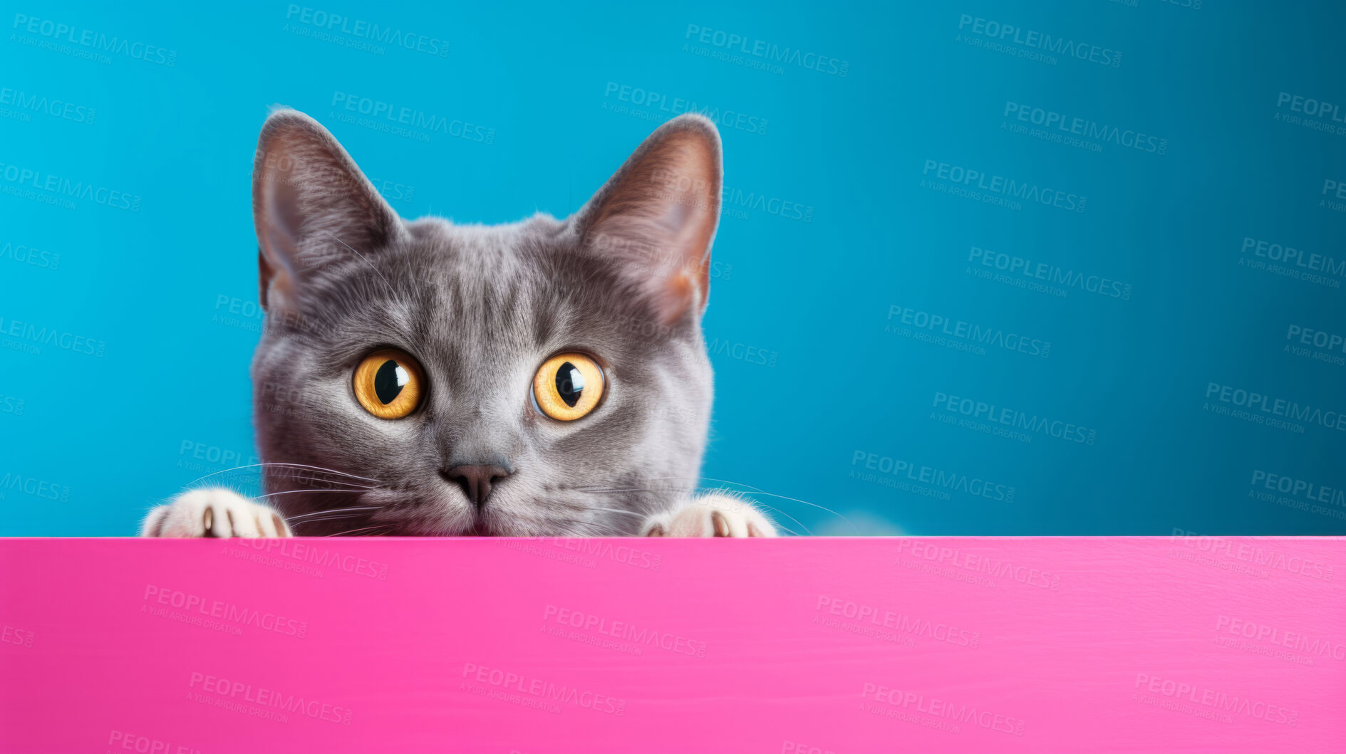 Buy stock photo Curious cat looking across table, colourful background.