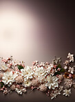 Flowers, petals and bouquet on a background for decoration, creativity or art with fresh and colorful plant bunch. Creative, still life and concept, floral arrangement in a studio for mockup/mock up.