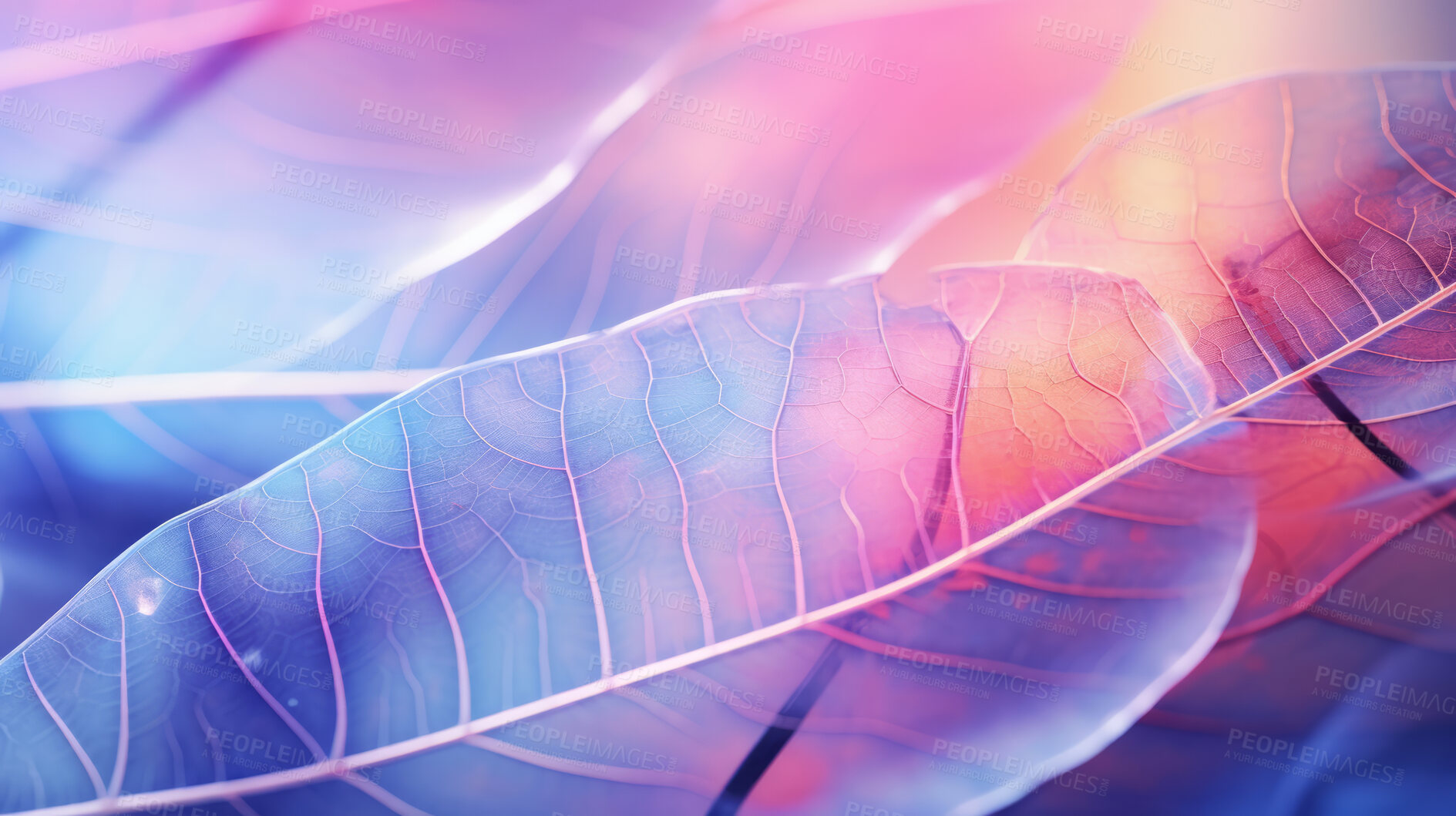 Buy stock photo Magnolia, Leaf skeletons and iridescent x-ray of dried leaves for art, ornament and creativity. Colourful, vibrant and holographic detailed closeup of plant for background, backdrop and wallpaper design