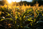 Cornfield, farm and green pasture in nature with background, mockup space and sunshine. Agriculture, outdoor and summer in countryside, farm and growth with sustainability, development and landscape