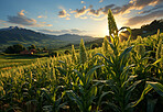 Cornfield, farm and green pasture in nature with background, mockup space and sunshine. Agriculture, outdoor and summer in countryside, farm and growth with sustainability, development and landscape