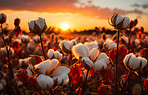 Closeup, cotton field and sunsets in nature with sky background. Agriculture, outdoor and summer in countryside, farming and growth with sustainability, development and landscape for industry