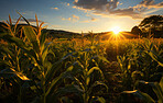 Cornfield, farm and sunset in nature with sky background, mockup space and sunshine. Agriculture, outdoor and summer in countryside, farm and growth with sustainability, development and landscape