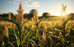 Cornfield, farm and sunset in nature with sky background, mockup space and sunshine. Agriculture, outdoor and summer in countryside, farm and growth with sustainability, development and landscape