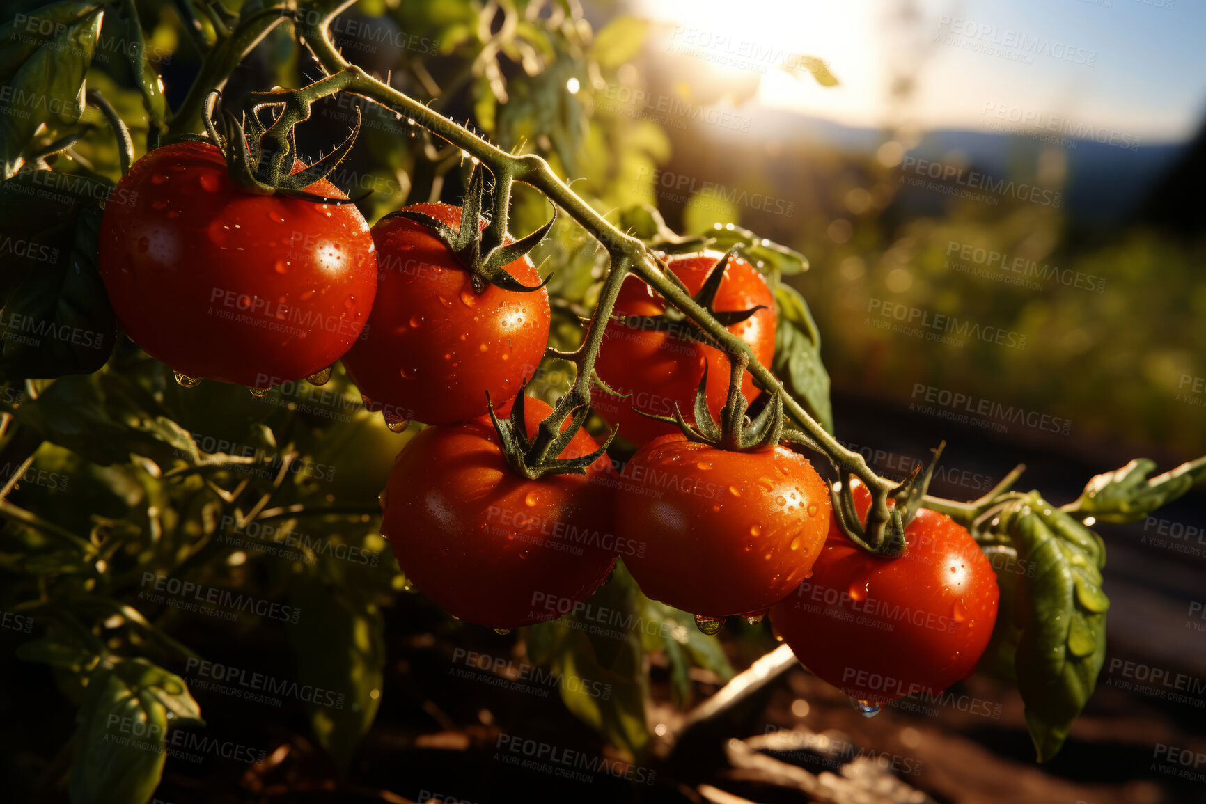 Buy stock photo Closeup, tomatoes and plant with farm background, growth and sunshine. Fruit agriculture, outdoor and summer in countryside, food and vegetables in sustainability, development or landscape industry