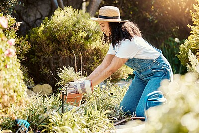 Buy stock photo Gardening, plants and spring with a woman outdoor planting flowers or bushes in the yard as a gardener. Nature, earth day and plants with a young female in the garden for landscaping or botany
