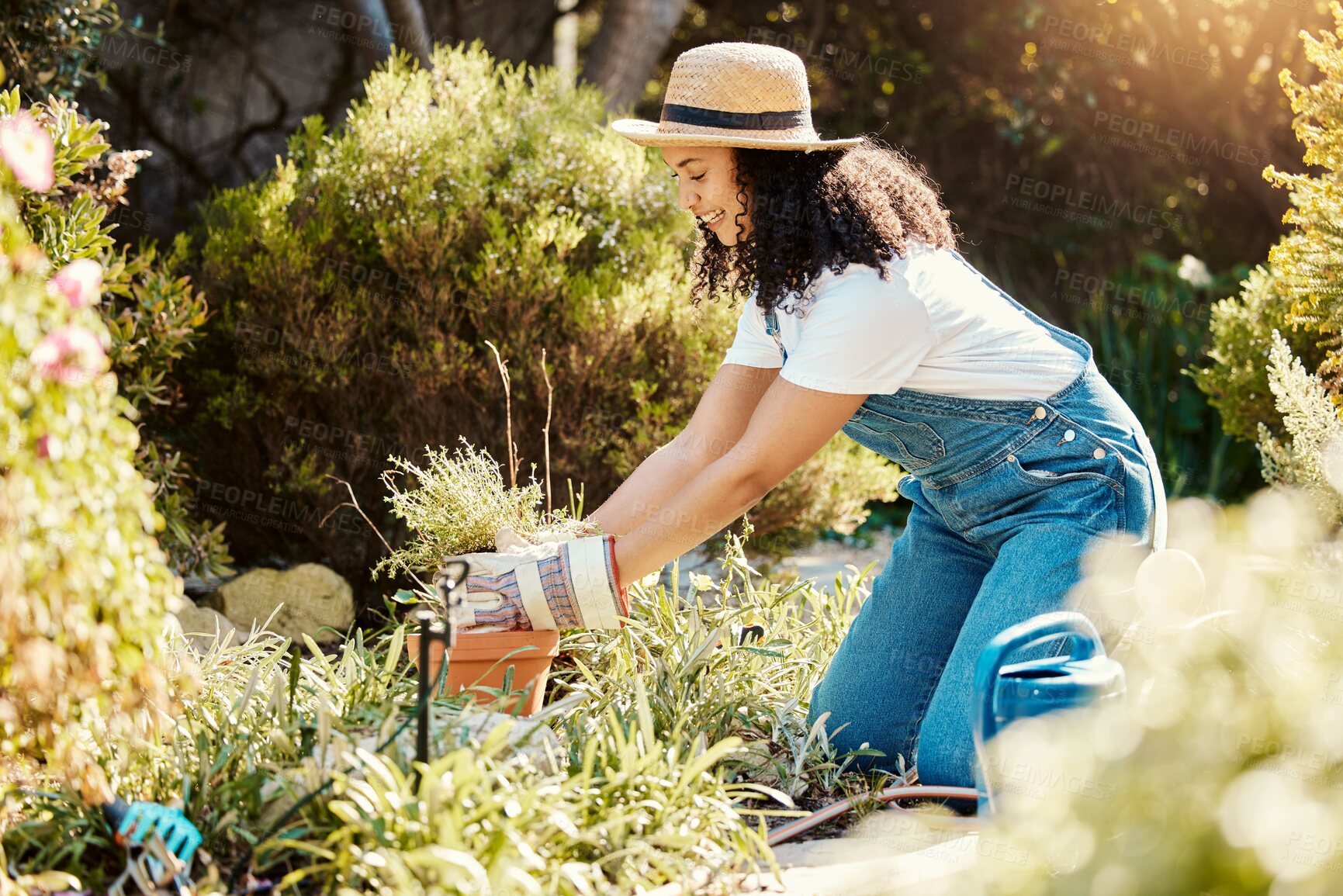 Buy stock photo Gardening, plants and spring with a woman outdoor planting flowers or bushes in the yard as a gardener. Nature, earth day and plants with a young female in the garden for landscaping or botany
