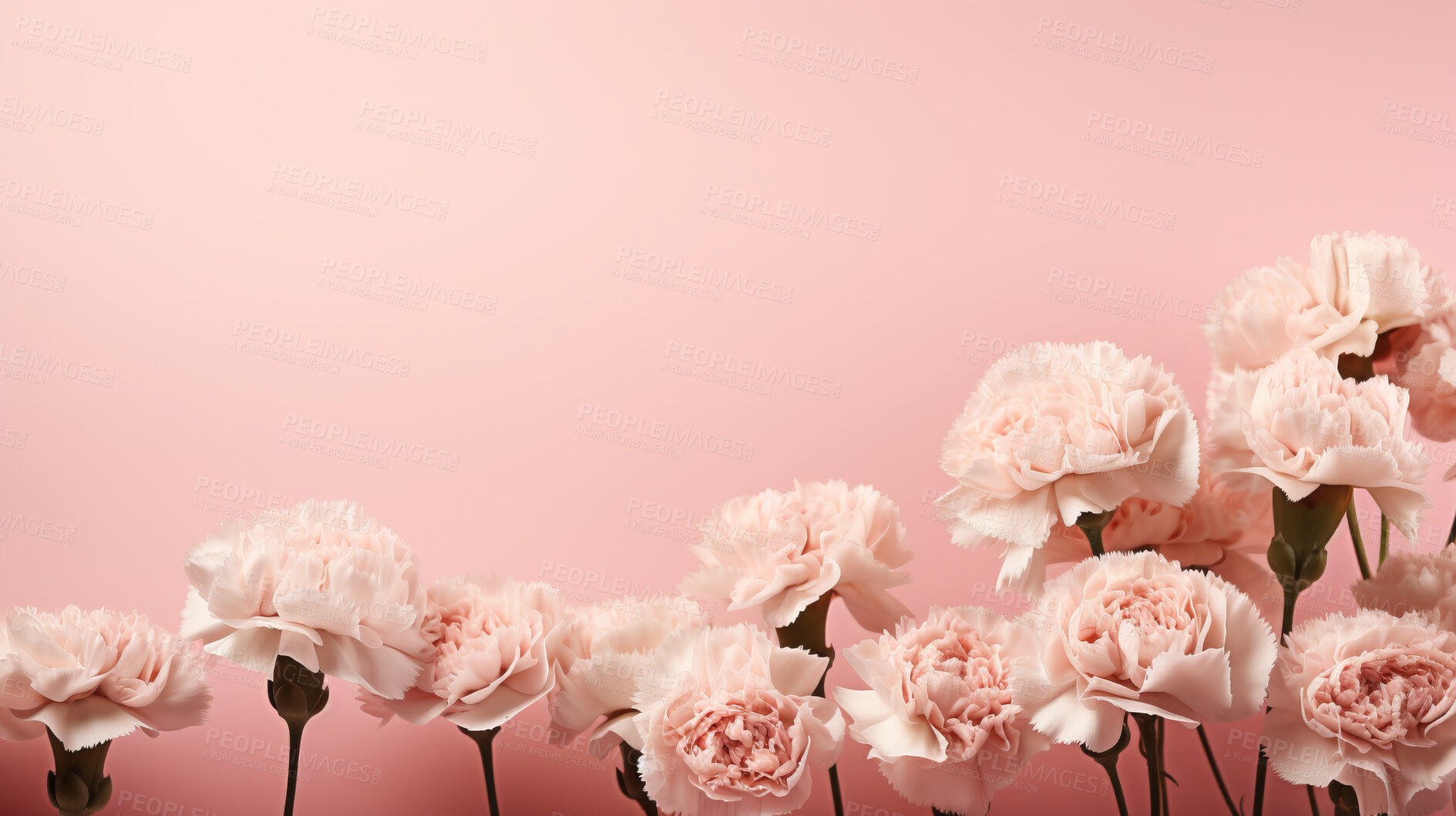 Buy stock photo Carnation whispers, pastel harmony and delicate blooms for a serene floral arrangement, beauty and tranquility. Soft-hued carnations in gentle pastels form a graceful and soothing background. Suitable for spa visuals, mindfulness content and calming aesthetics.