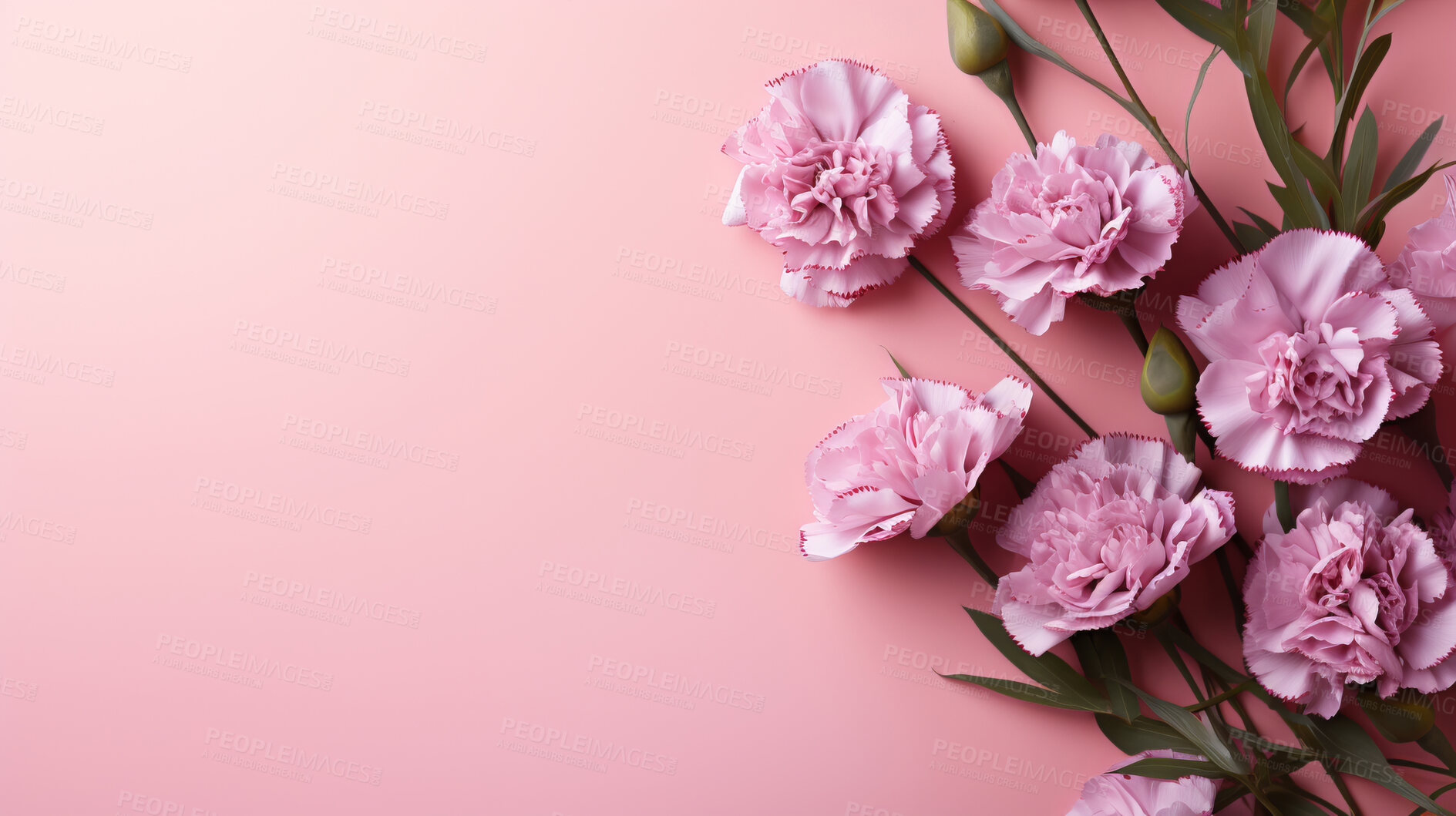 Buy stock photo Carnation whispers, pastel harmony and delicate blooms for a serene floral arrangement, beauty and tranquility. Soft-hued carnations in gentle pastels form a graceful and soothing background. Suitable for spa visuals, mindfulness content and calming aesthetics.