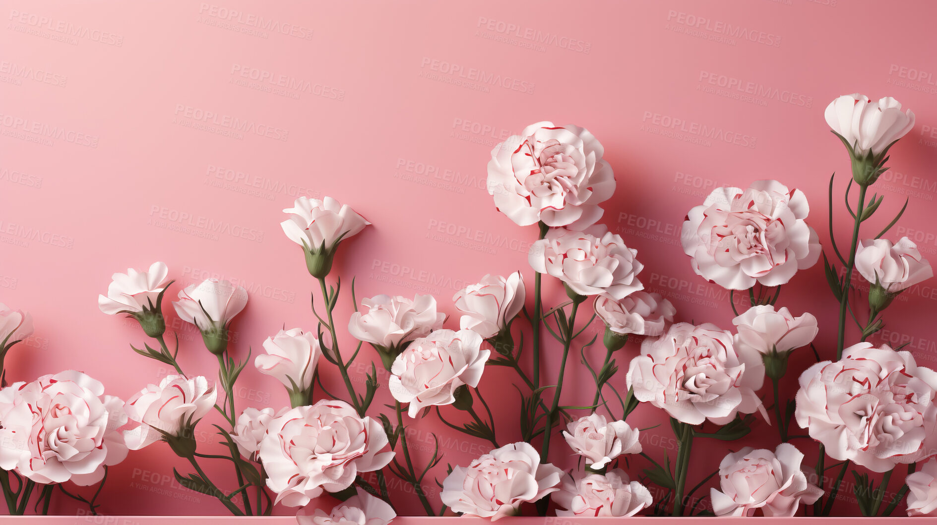 Buy stock photo Carnation whispers, pastel harmony and delicate blooms for a serene floral arrangement, beauty and tranquility. Soft-hued carnations in gentle pastels form a graceful and soothing background. Suitable for spa visuals, mindfulness content and calming aesthetics.