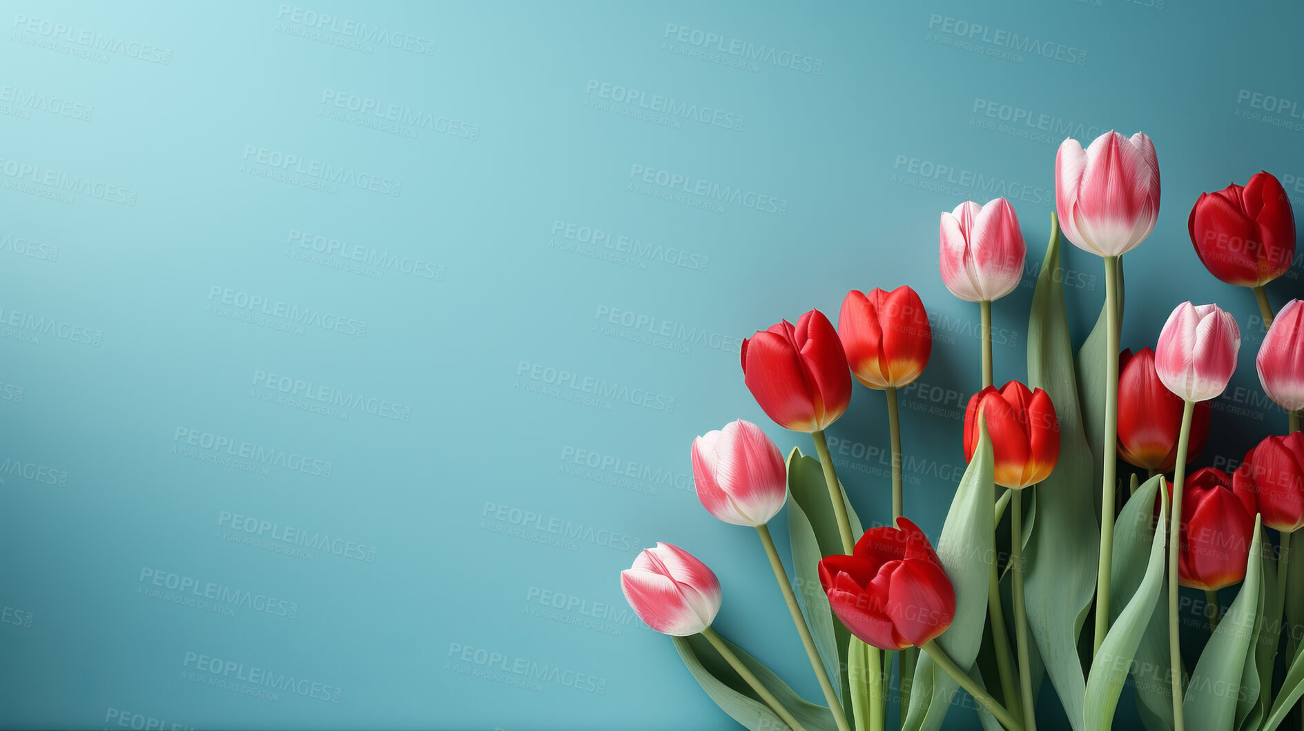 Buy stock photo Springtime tulips, blooming and colorful petals for a refreshing floral background, nature and seasonal vibrancy. Tulips in a variety of colors form a lively and cheerful scene, providing an ideal backdrop for spring-related content. Ideal for nature-inspired presentations, posters, and digital backgrounds.