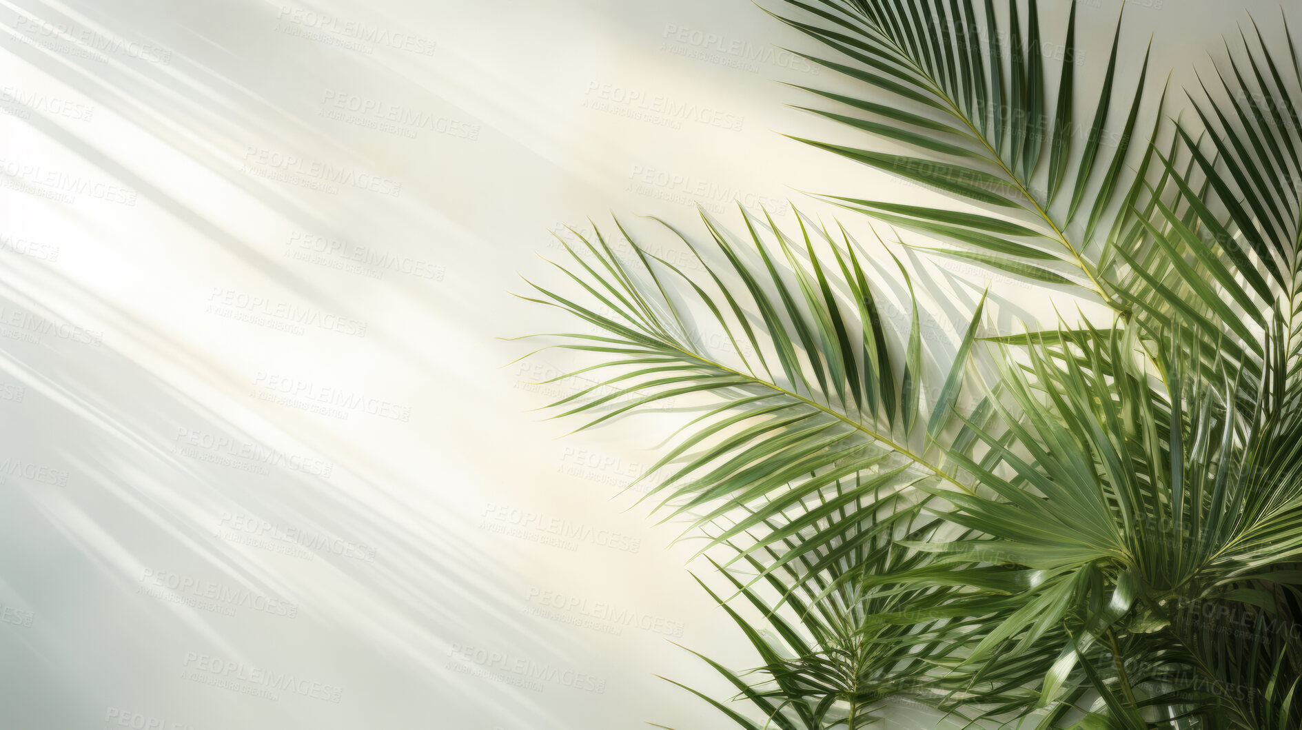 Buy stock photo Palm leaves, bathed in sunlight through a window. Tropical, serene and nature-inspired design for interiors, relaxation and creative expressions. On a sunlit canvas with a touch of botanical elegance.