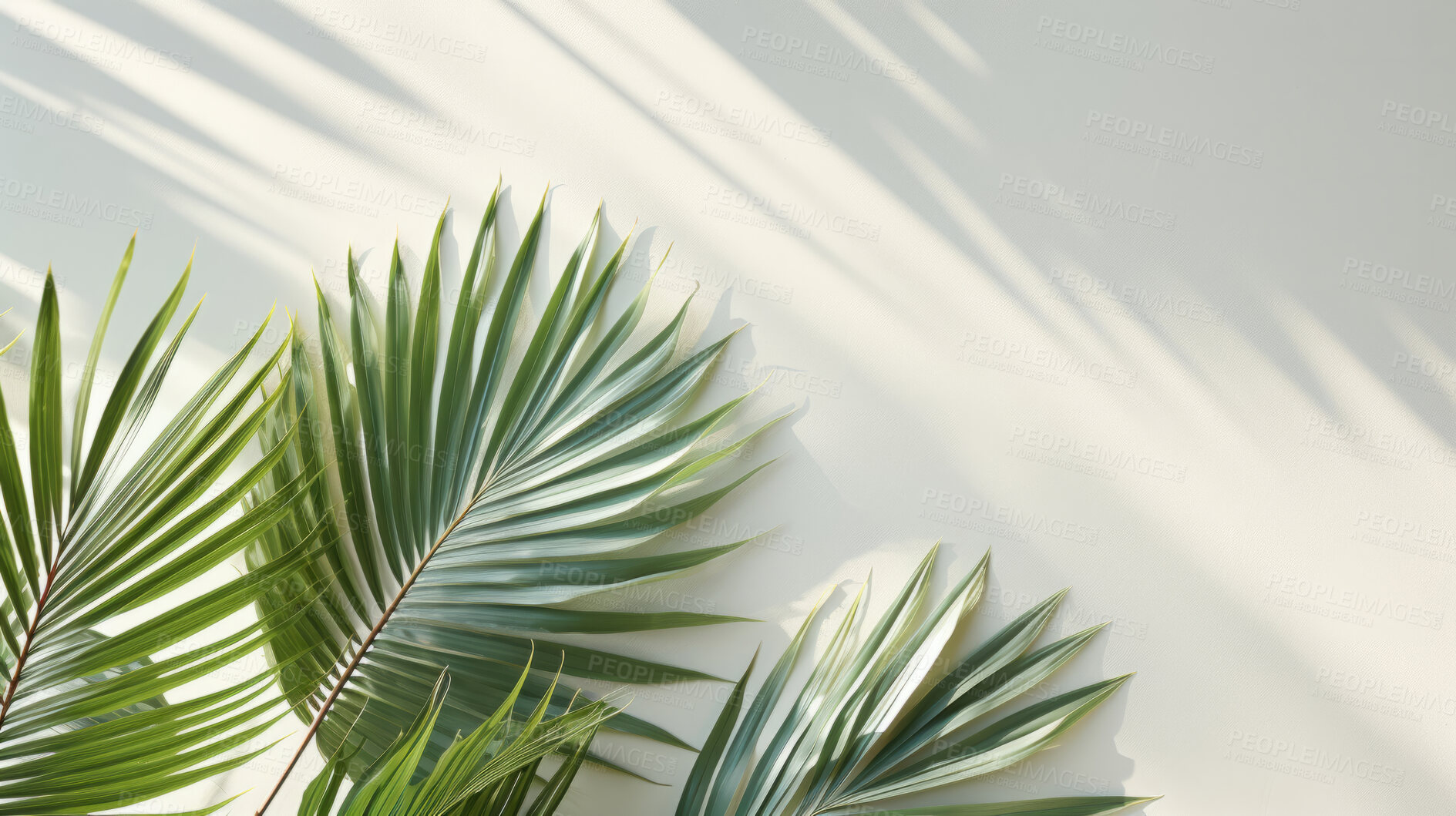 Buy stock photo Palm leaves, bathed in sunlight through a window. Tropical, serene and nature-inspired design for interiors, relaxation and creative expressions. On a sunlit canvas with a touch of botanical elegance.