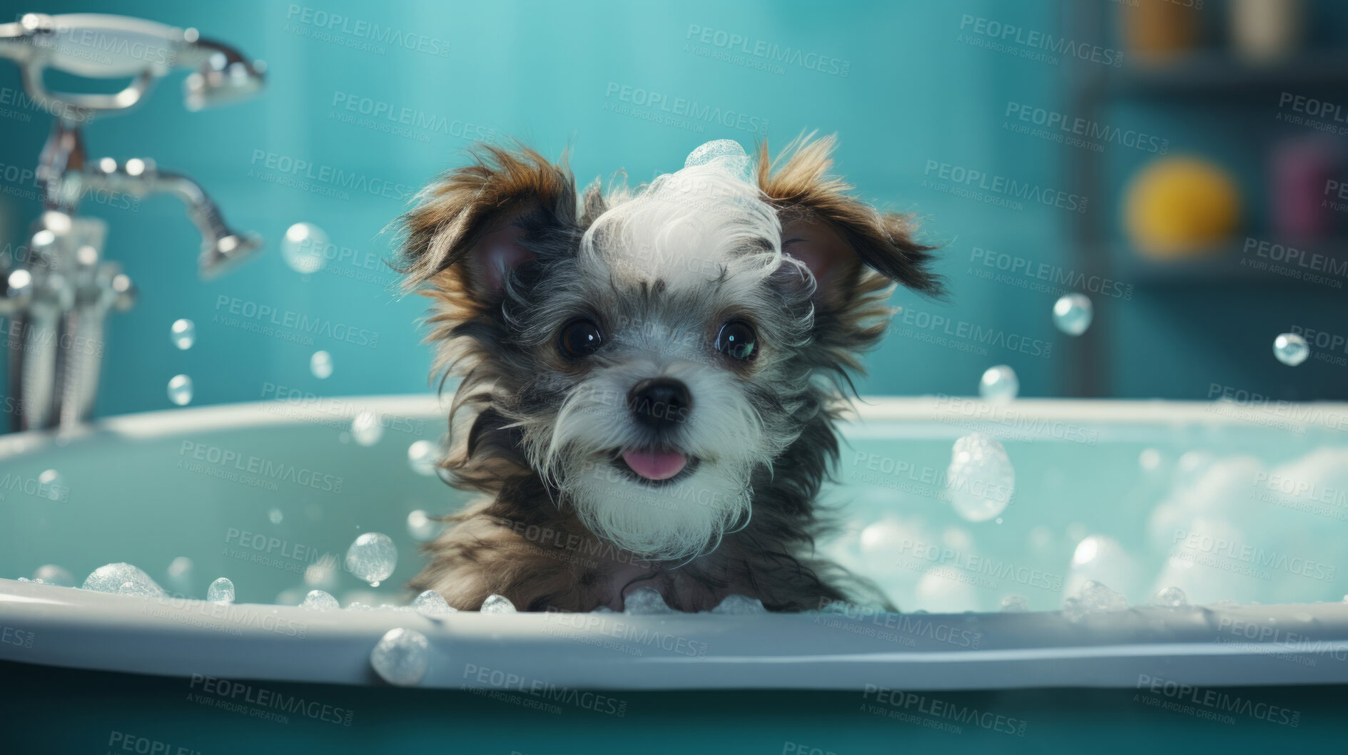 Buy stock photo Puppy, bath and bubbly bliss for adorable cleanliness and joyful pampering. Wet fur, playful bubbles and gentle care. This scene is perfect for pet grooming services, care blogs and heartwarming visuals.