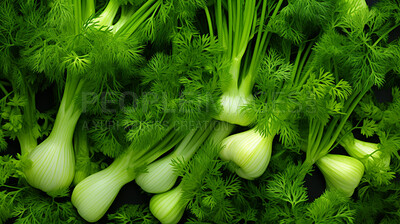 Healthy, natural and fennel herb background in studio for farming, organic produce and lifestyle. Fresh, summer food and health meal closeup for eco farm market, fibre diet and vegetable agriculture