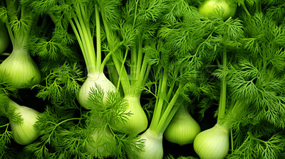 Healthy, natural and fennel herb background in studio for farming, organic produce and lifestyle. Fresh, summer food and health meal closeup for eco farm market, fibre diet and vegetable agriculture
