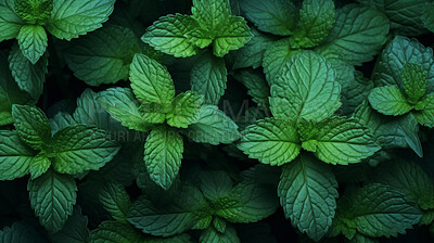 Healthy, natural and mint plant background in studio for farming, organic produce and lifestyle. Fresh, aromatic flavour and health herb closeup for eco farm market, fibre diet and herb agriculture
