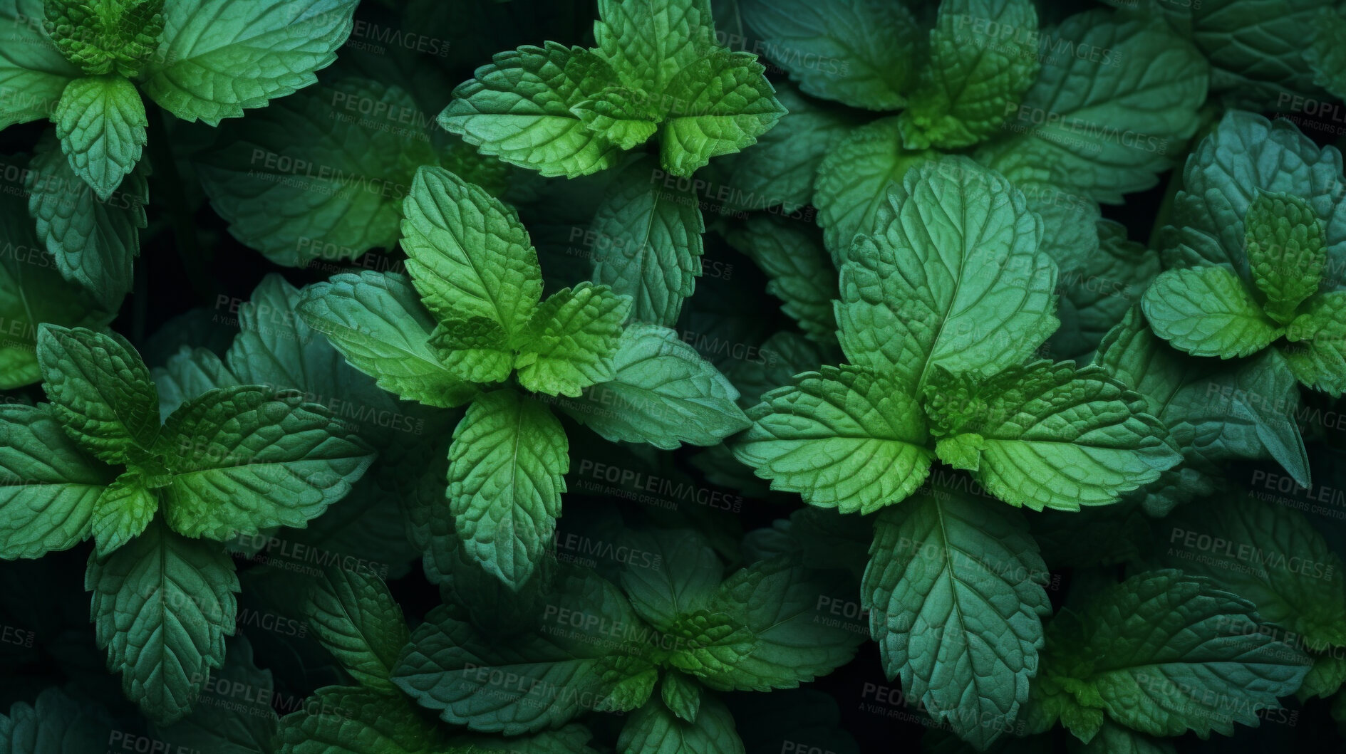 Buy stock photo Healthy, natural and mint plant background in studio for farming, organic produce and lifestyle. Fresh, aromatic flavour and health herb closeup for eco farm market, fibre diet and herb agriculture