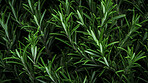 Healthy, natural or rosemary plant background in studio for farming, organic produce and lifestyle. Fresh, aromatic flavour and health herb closeup for eco farm market, fibre diet and herb agriculture