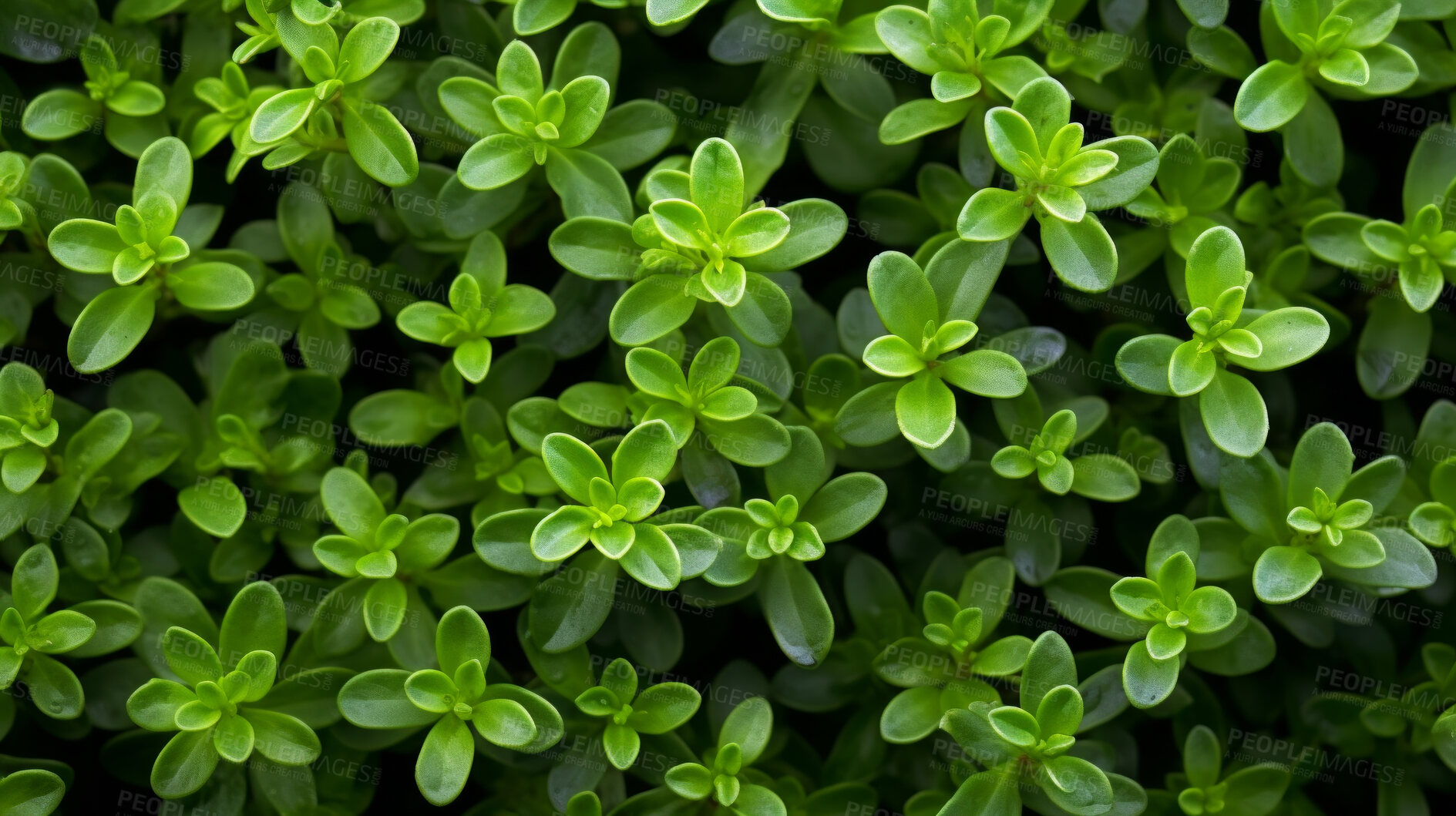 Buy stock photo Healthy, natural and thyme plant background in studio for farming, organic produce and lifestyle. Fresh, aromatic flavour and health herb closeup for eco farm market, fibre diet and herb agriculture