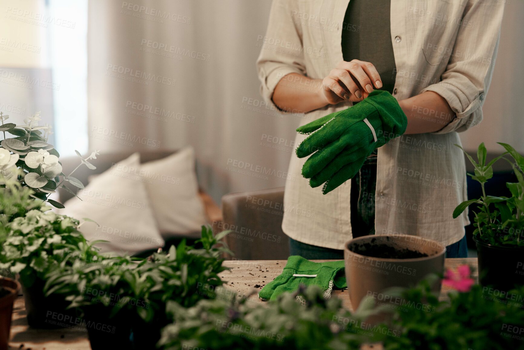 Buy stock photo Cropped shot of an unrecognizable florist potting plants inside her store
