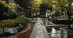 Japan graveyard, nature and culture by tombstone in landscape environment, autumn leaves and plants. Wet, cemetry and stone for asian cemetery in urban kyoto and wet with indigenous shinto religion