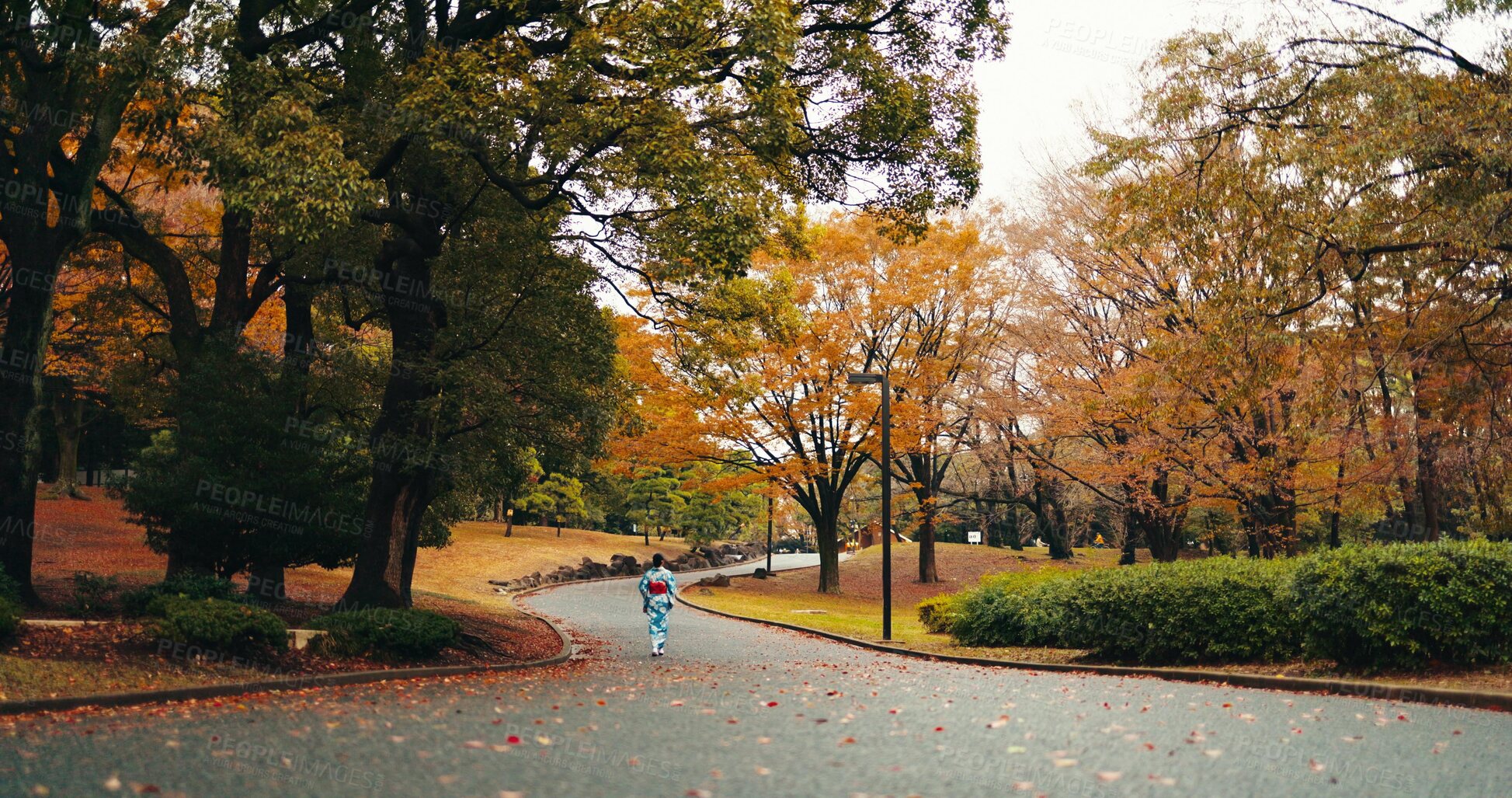 Buy stock photo Japanese woman, kimono and walking by trees with autumn leaves and religion for peace in nature. Person, outdoor and  wellness by maple tree on journey, back and blue sky in tokyo town in sunlight