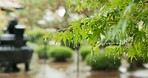 Trees, leaves and rain in park or Japanese garden for forest nature in Tokyo for plants countryside, adventure or location. Water, woods and journey in winter or peace scenery trip, foliage or branch