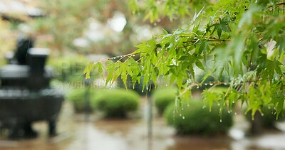 Buy stock photo Trees, leaves and rain in park or Japanese garden for forest nature in Tokyo for plants countryside, adventure or location. Water, woods and journey in winter or peace scenery trip, foliage or branch