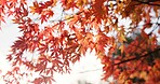 Japanese, nature and leaves in forest at Autumn with park, trees and woods in countryside of Kyoto. Red, rainforest and plants change in fall environment of Japan with colorful garden or backyard