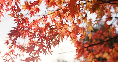 Buy stock photo Japanese, nature and leaves in forest at Autumn with park, trees and woods in countryside of Kyoto. Red, rainforest and plants change in fall environment of Japan with colorful garden or backyard