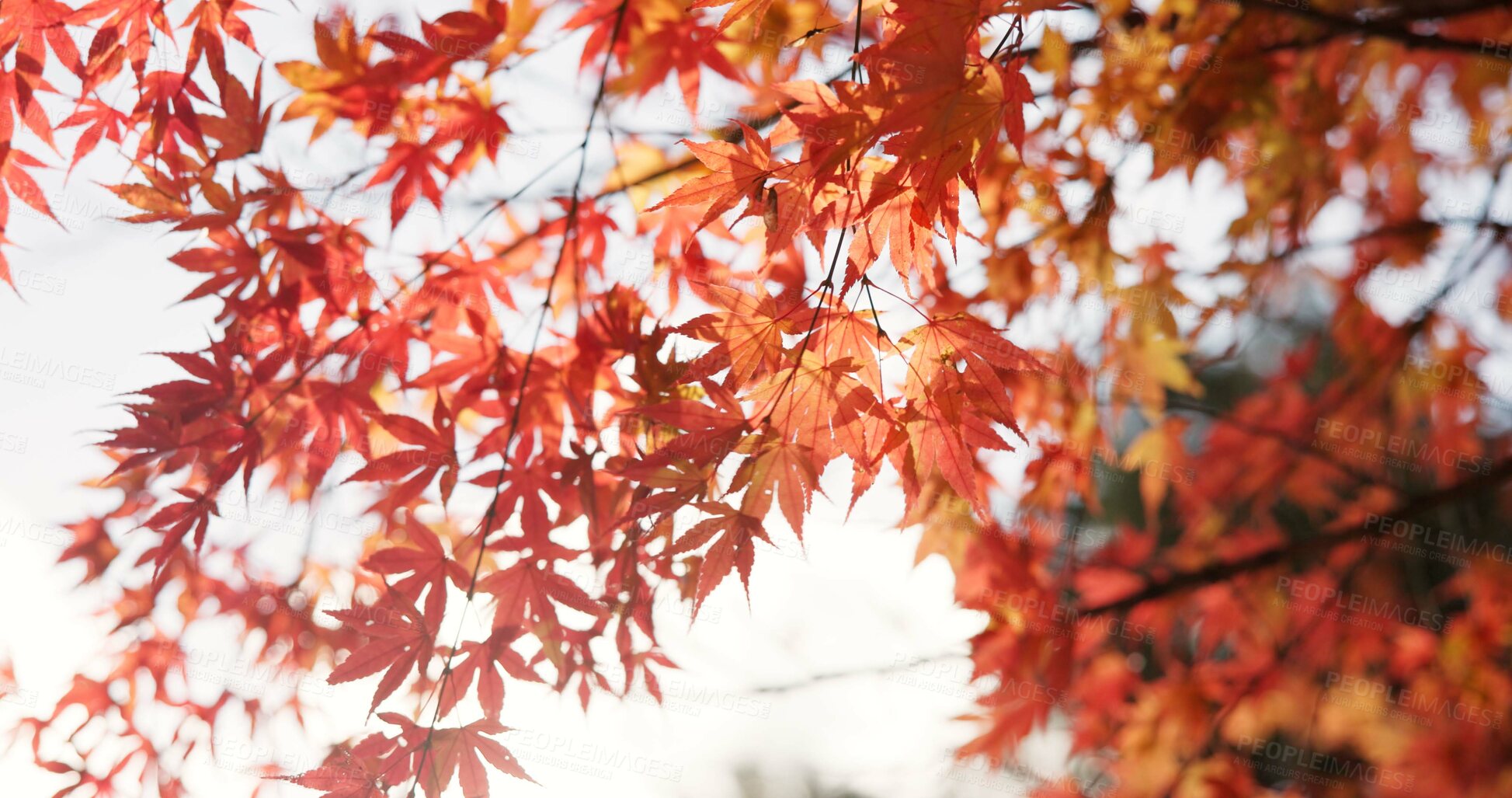 Buy stock photo Japanese, nature and leaves in forest at Autumn with park, trees and woods in countryside of Kyoto. Red, rainforest and plants change in fall environment of Japan with colorful garden or backyard