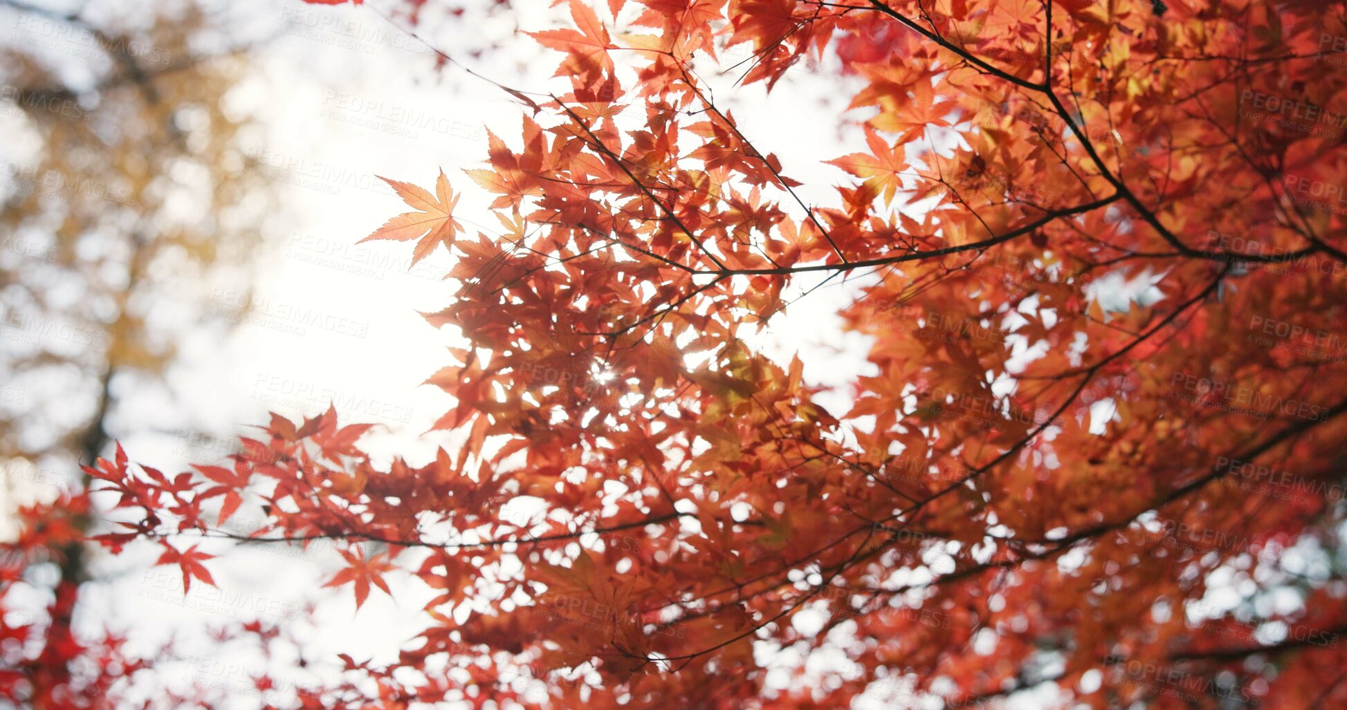 Buy stock photo Sun, leaves and tree in japan, environment and landscape in forest with travel and lens flare. Sunshine, nature and autumn with orange foliage, traditional and woods in countryside, peaceful or sunny