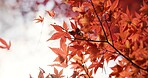 Japan, nature and leaves in forest at Autumn with park, trees and woods in countryside of Kyoto. Red, rainforest and plants change to orange in fall, environment or travel to garden or backyard