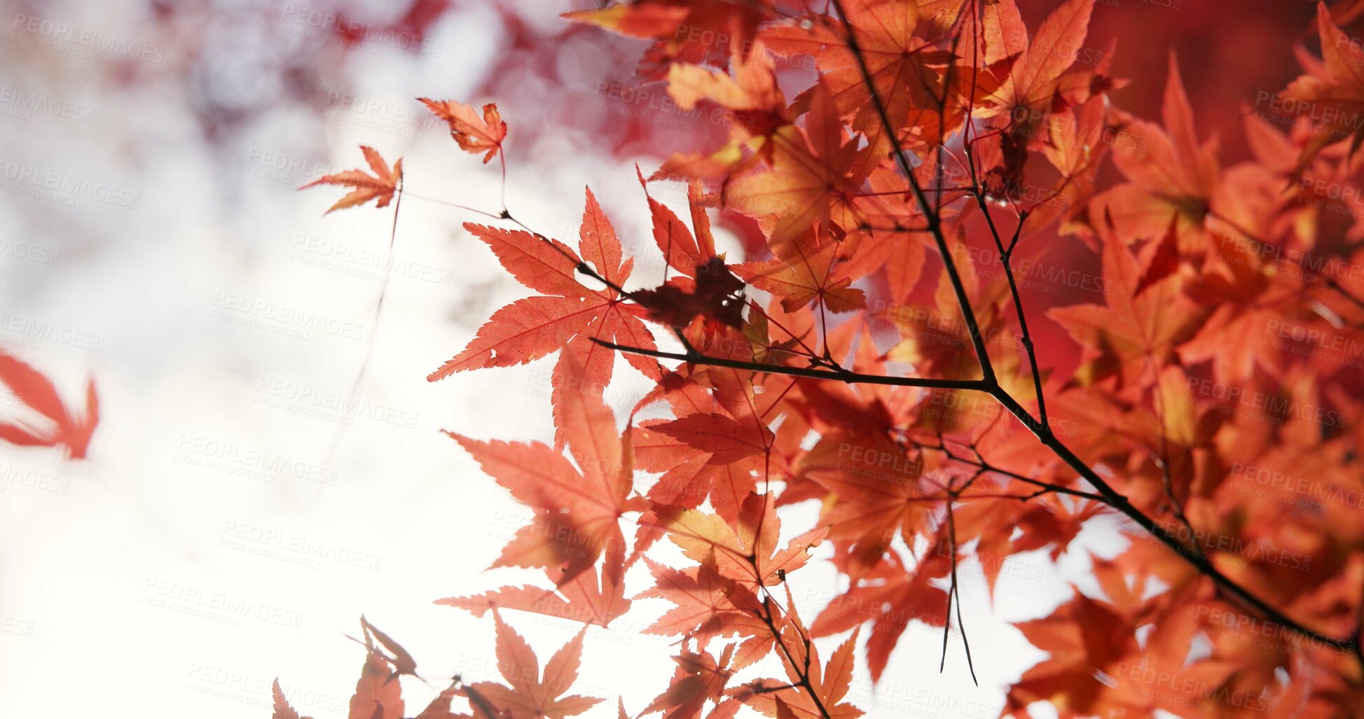 Buy stock photo Japan, nature and leaves in forest at Autumn with park, trees and woods in countryside of Kyoto. Red, rainforest and plants change to orange in fall, environment or travel to garden or backyard