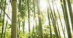 Bamboo, trees and plants in sustainable environment, nature landscape and reed forest in outdoors. Nature, Japanese foliage and ecosystem in jungle or woods, peaceful and travel on holiday to Kyoto