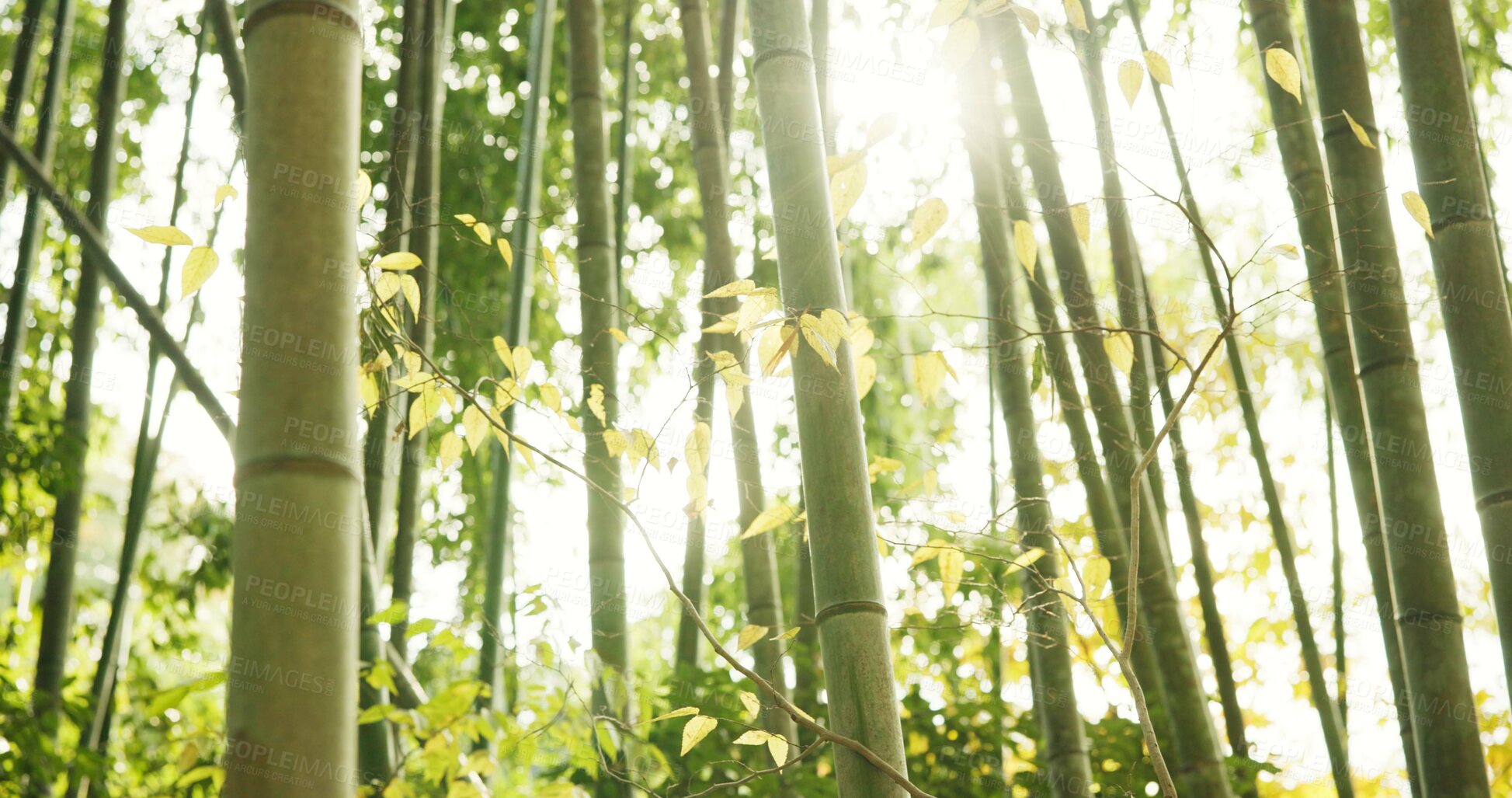 Buy stock photo Bamboo, trees and plants in sustainable environment, ecology and calming forest in outdoor location. Nature, Japanese foliage and ecosystem in jungle or woods, peaceful and travel on holiday to Kyoto