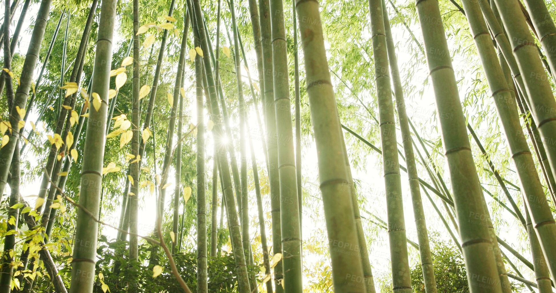 Buy stock photo Bamboo, ecology and plants in sustainable environment, nature landscape and reed forest in outdoors. Trees, Japan foliage and ecosystem in jungle or woods, peaceful and travel on holiday to Kyoto