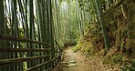 Bamboo, bridge and trees in sustainable environment, nature landscape and pathway in outdoors. Trekking, Japanese foliage and ecosystem in jungle or woods, peaceful and travel on holiday to Kyoto