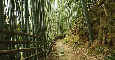 Buy stock photo Bamboo, bridge and trees in sustainable environment, nature landscape and pathway in outdoors. Trekking, Japanese foliage and ecosystem in jungle or woods, peaceful and travel on holiday to Kyoto