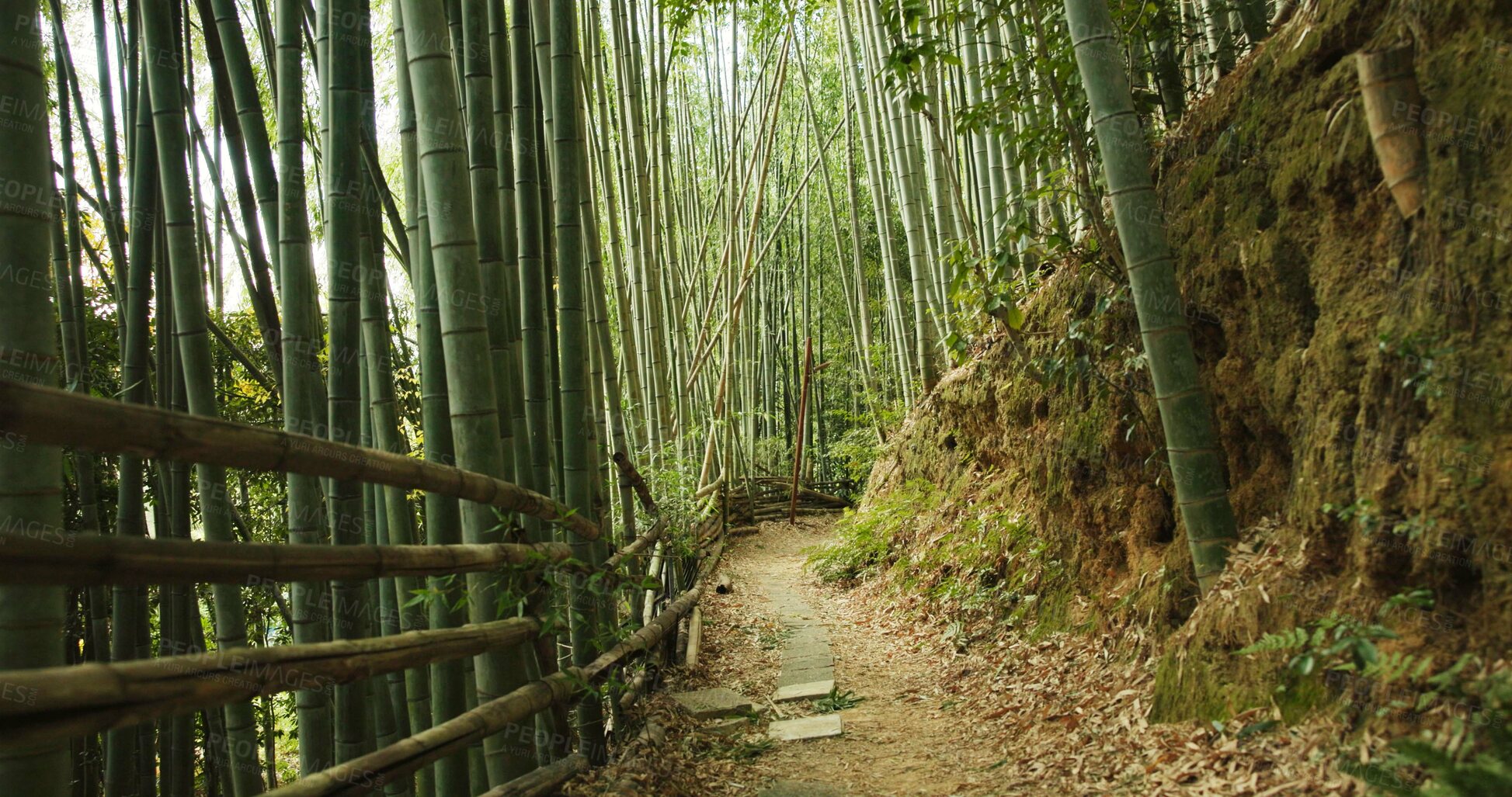 Buy stock photo Bamboo, bridge and trees in sustainable environment, nature landscape and pathway in outdoors. Trekking, Japanese foliage and ecosystem in jungle or woods, peaceful and travel on holiday to Kyoto