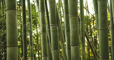 Buy stock photo Bamboo, forest and plants in sustainable environment, nature landscape and reeds in outdoors. Calming, Japanese foliage and ecosystem in jungle or woods, peaceful and travel on holiday to Kyoto