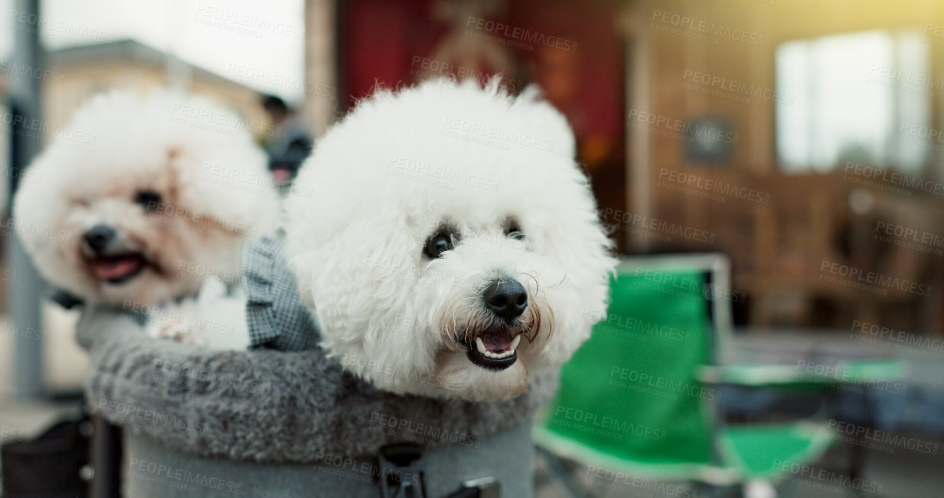 Buy stock photo Miniature poodle, dogs and pet bag for transport, travel and safety with care, love and together for training. Animal, puppies and carrier for commute with security, wellness and healthy in Tokyo