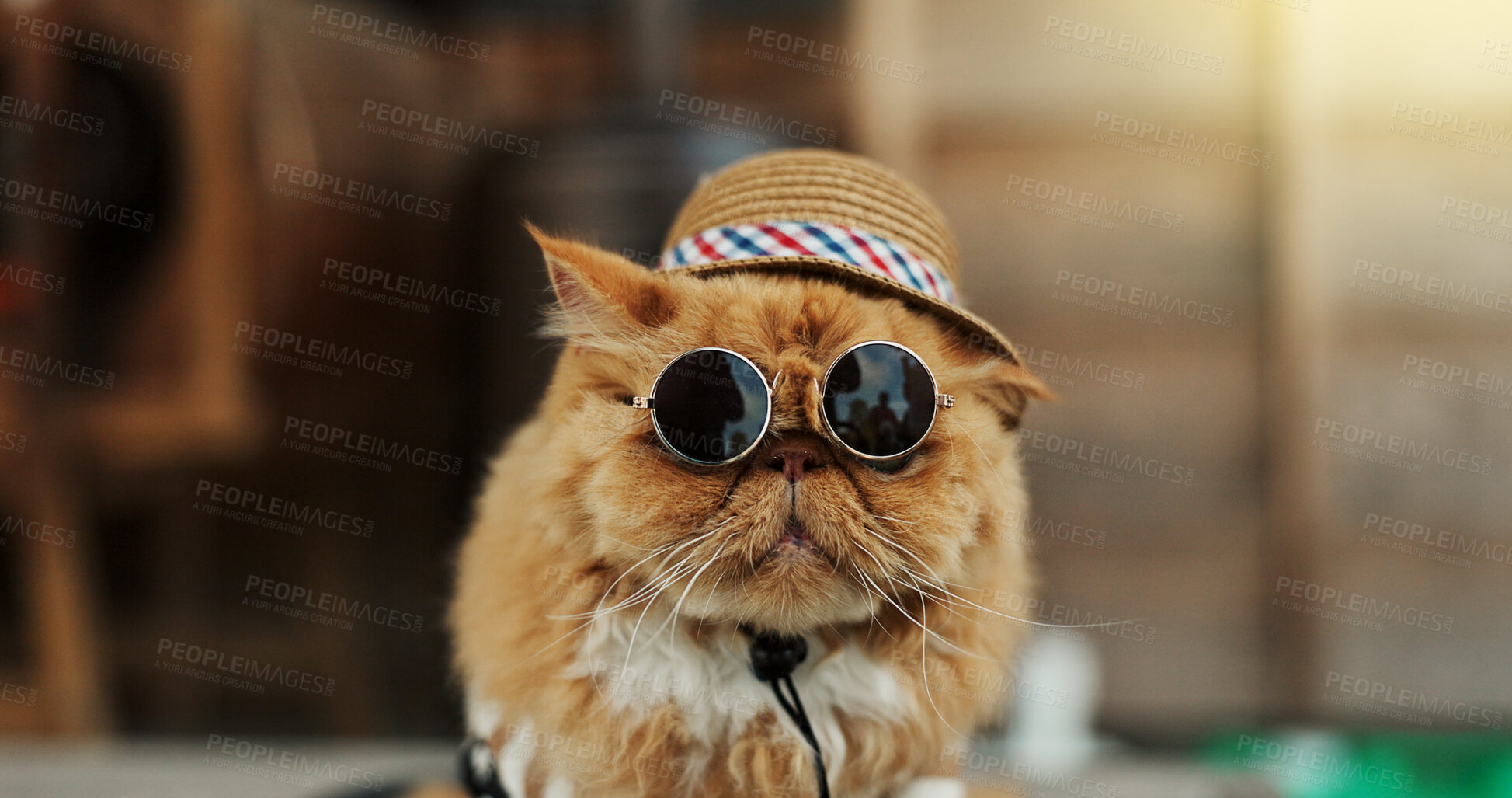 Buy stock photo Funny, cat and portrait with sunglasses, hat and clothes on pet with cool style in city for holiday. Ginger kitten, animal and relax on vacation in summer with fashion in urban, town and outdoor