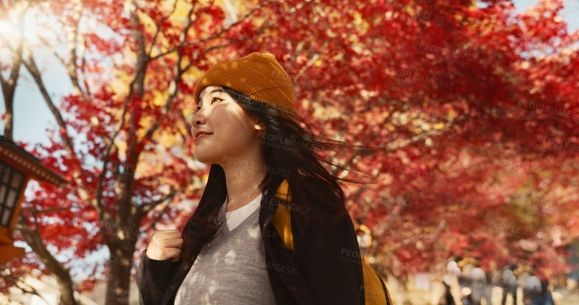 Buy stock photo Asian woman, autumn trees and walking in Japan for natural scenery, adventure or journey in nature. Female person smile with backpack or bag for outdoor trip with blooming plants or leaves in season