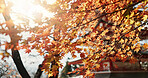 Sun, leaves and tree with Japanese temple, environment and landscape, architecture with travel and lens flare. Sunshine, nature and autumn with orange foliage, traditional and pagoda building outdoor