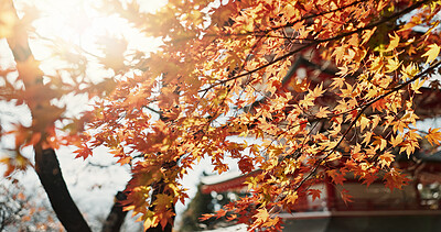 Buy stock photo Sun, leaves and tree with Japanese temple, environment and landscape, architecture with travel and lens flare. Sunshine, nature and autumn with orange foliage, traditional and pagoda building outdoor