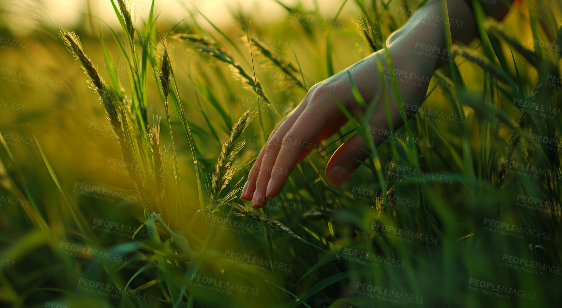 Buy stock photo Hand, environment and sustainability mockup of person touching plant in field for background, wallpaper and design. Green beauty, lush and natural backdrop with copyspace for ecology and eco friendly