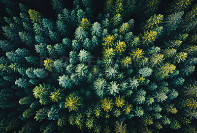 Drone view, environment or sustainability mockup of forrest for background, wallpaper and design. Green beauty, lush and natural backdrop with copyspace for ecology, eco friendly or carbon footprint