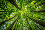 Worm view, environment and sustainability mockup of trees for background, wallpaper and design. Green beauty, lush and morning light with copyspace for ecology, eco friendly and carbon footprint